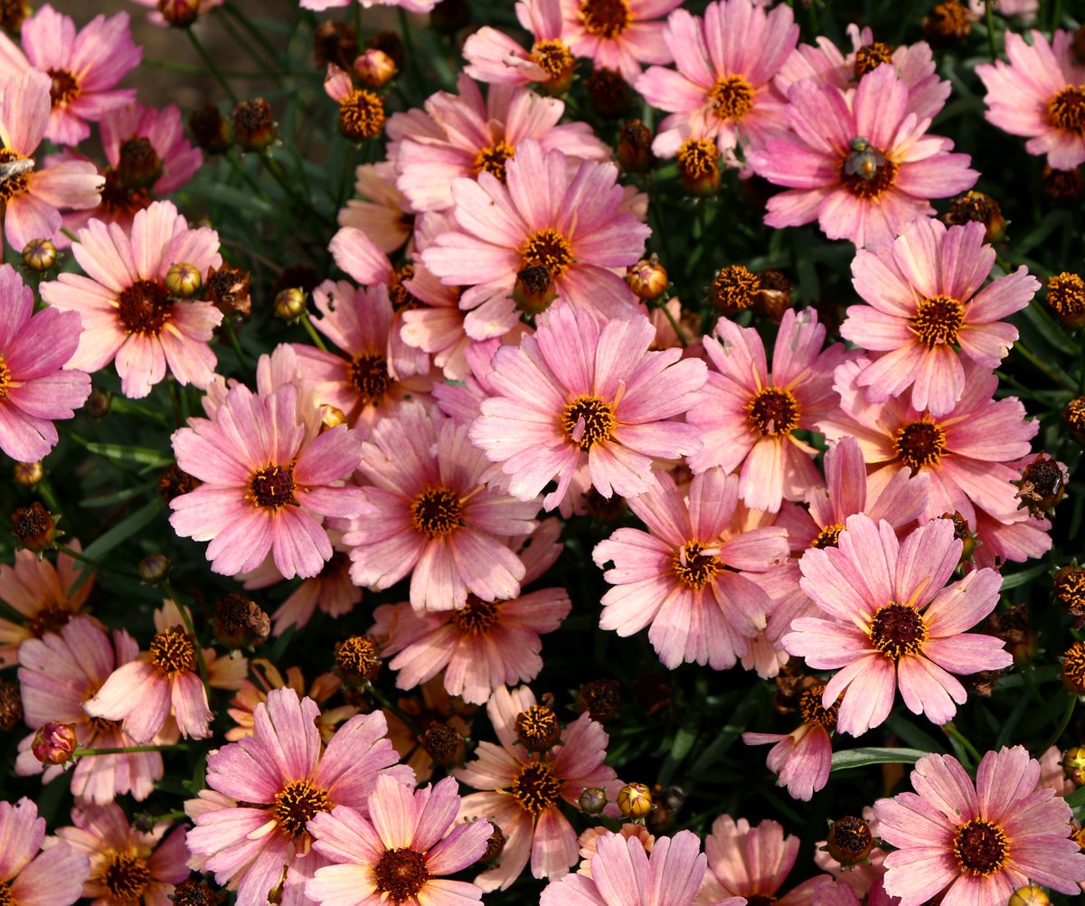 TerraNovaNurs's tweet photo. #PlantOfTheDay: #Coreopsis NOVA® 'Sunstone' lights up the landscape with golden blooms that shine from summer straight through fall. Clean foliage, a compact habit &amp; nonstop color: https://t.co/JzWsh8jqIT #SunstoneCoreopsis #GoldenBlooms #PerennialPower #PollinatorGarden #Garden https://t.co/nCn7gdW3rN