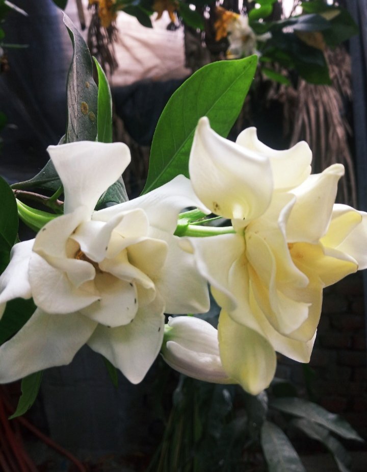J_awaiting's tweet photo. আমাদের মহানবী
হযরত মুহাম্মদ (সাঃ) ফুল ভালোবাসতেন।🥀 https://t.co/y4SttDwvHW