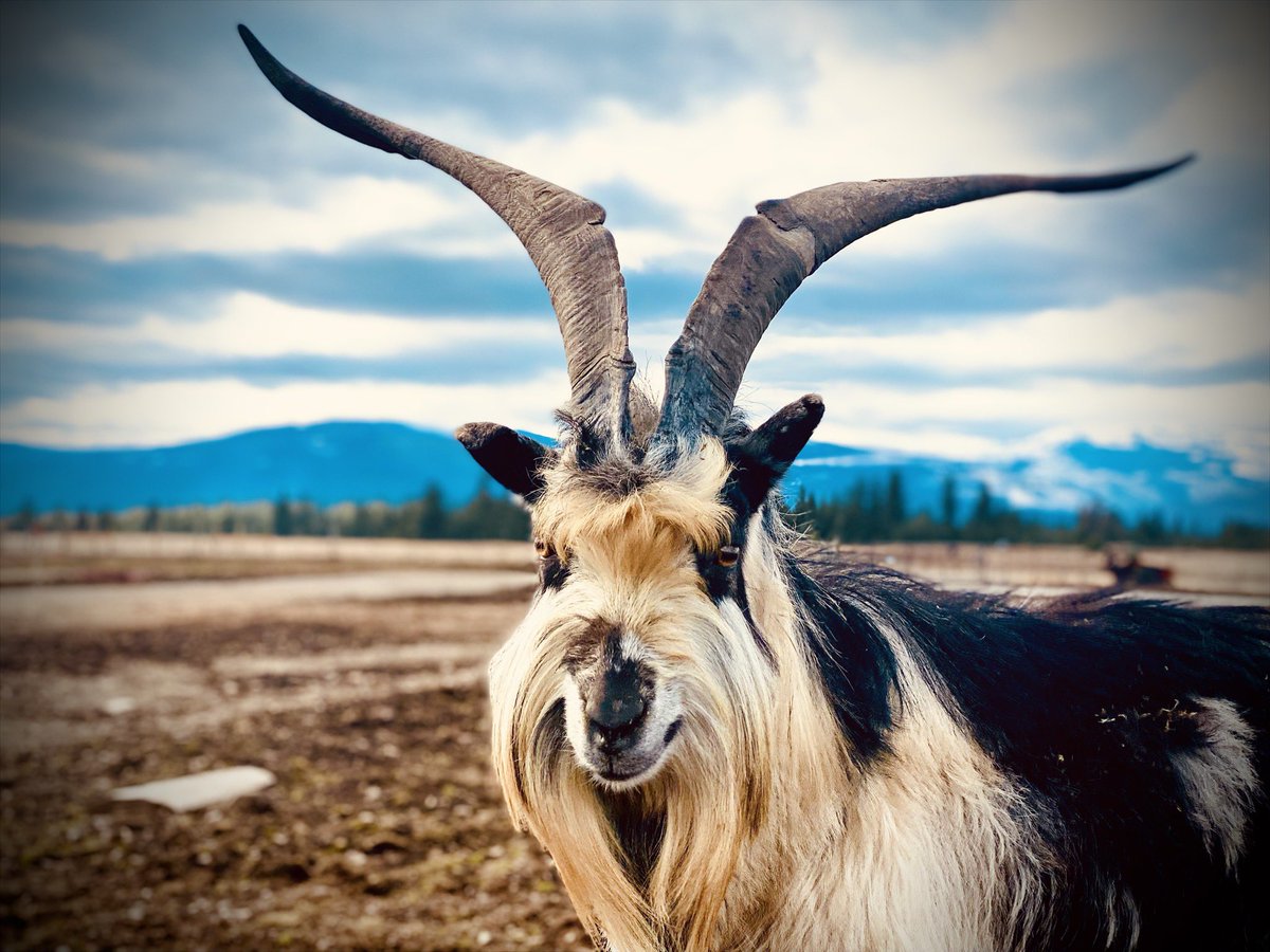 Bull Respecter tweet media