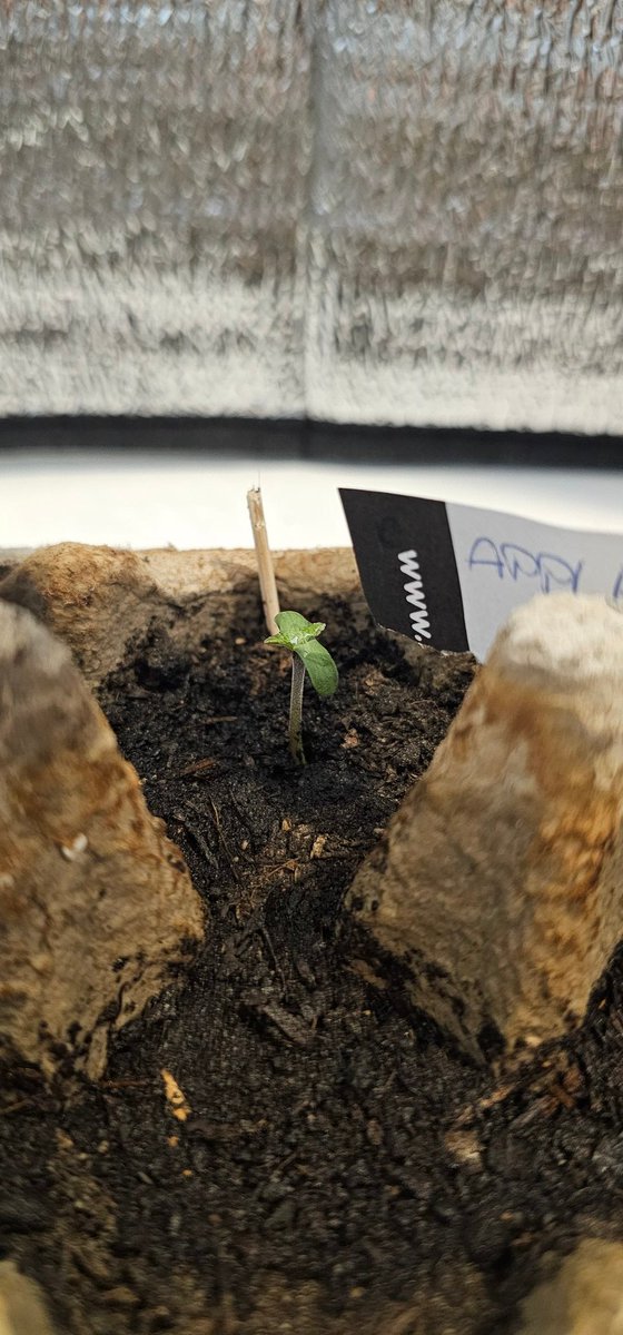 TxgerVAC's tweet photo. @ProjektMomo Grow a garden https://t.co/NOWc9bsXcr