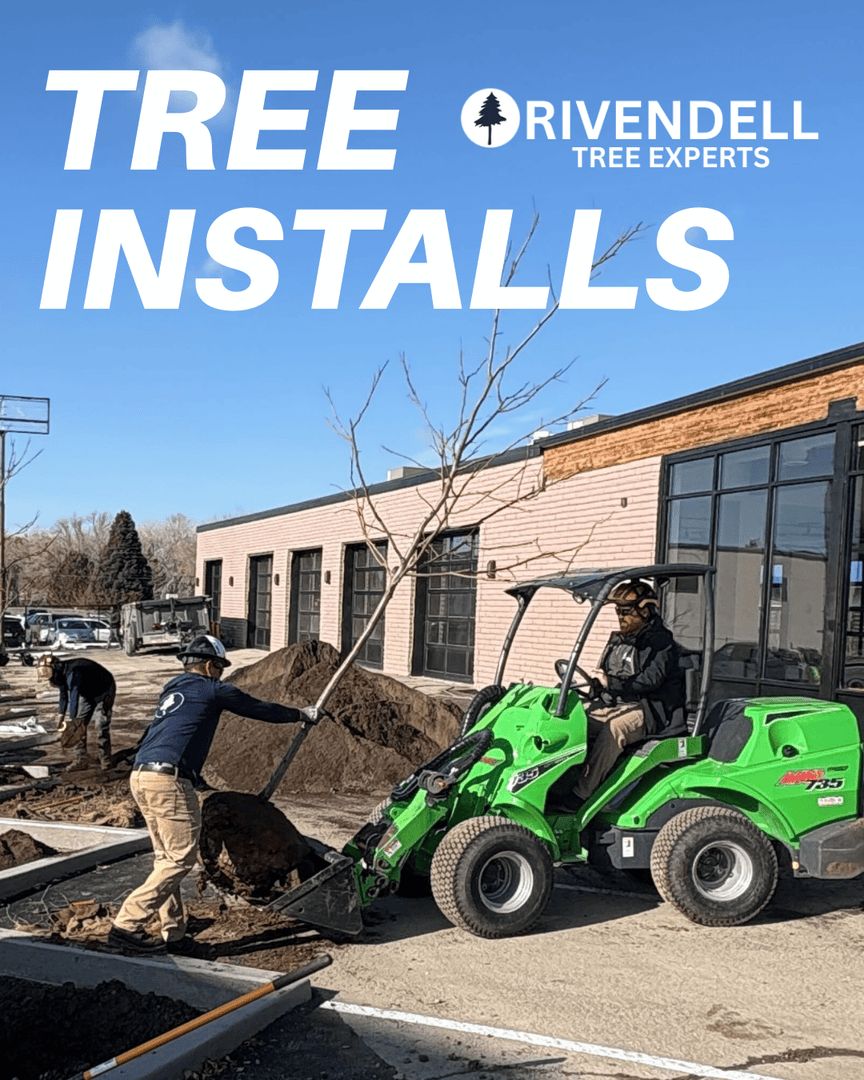 Rivendelltree's tweet photo. Looking to refresh your landscape or complete a new outdoor project? 

Trust Utah’s Top Tree Care Provider to help your yard look its best from the ground up. 🌿

#RivendellTreeExperts #UtahTreeCare #TreeInstallation #LandscapingServices #TreeExperts #HealthyLandscapes https://t.co/DaSpmqMclK