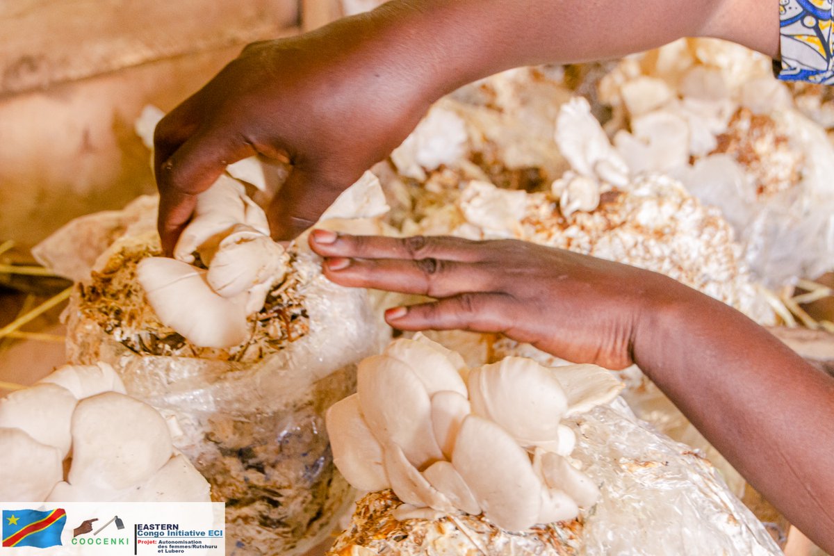 Eastern Congo Initiative tweet media