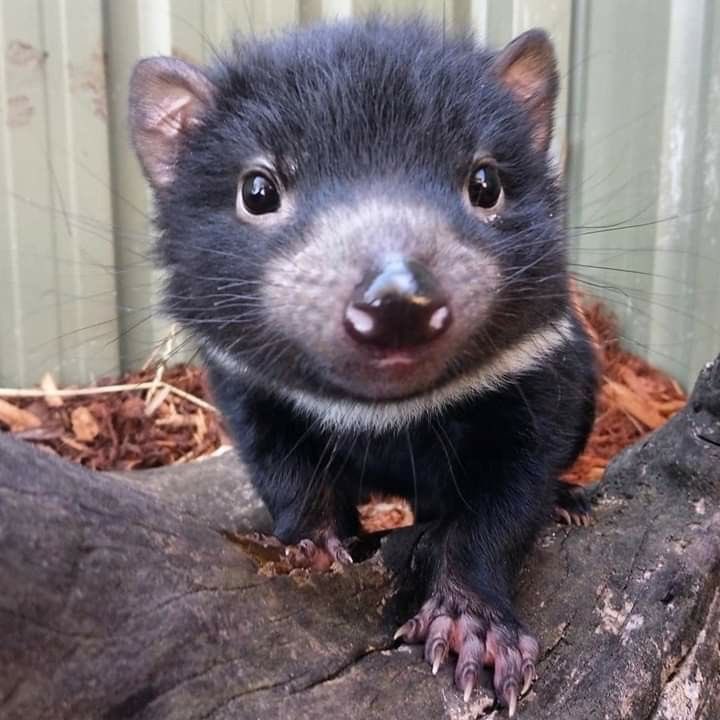 dykericci's tweet image. i love them so much A top 5 animal #2ME