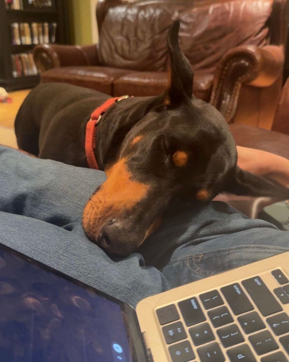 ClayStafford's tweet image. Meggie says “Quit working. I want to go to bed.”

#dogs #petstagram #funny