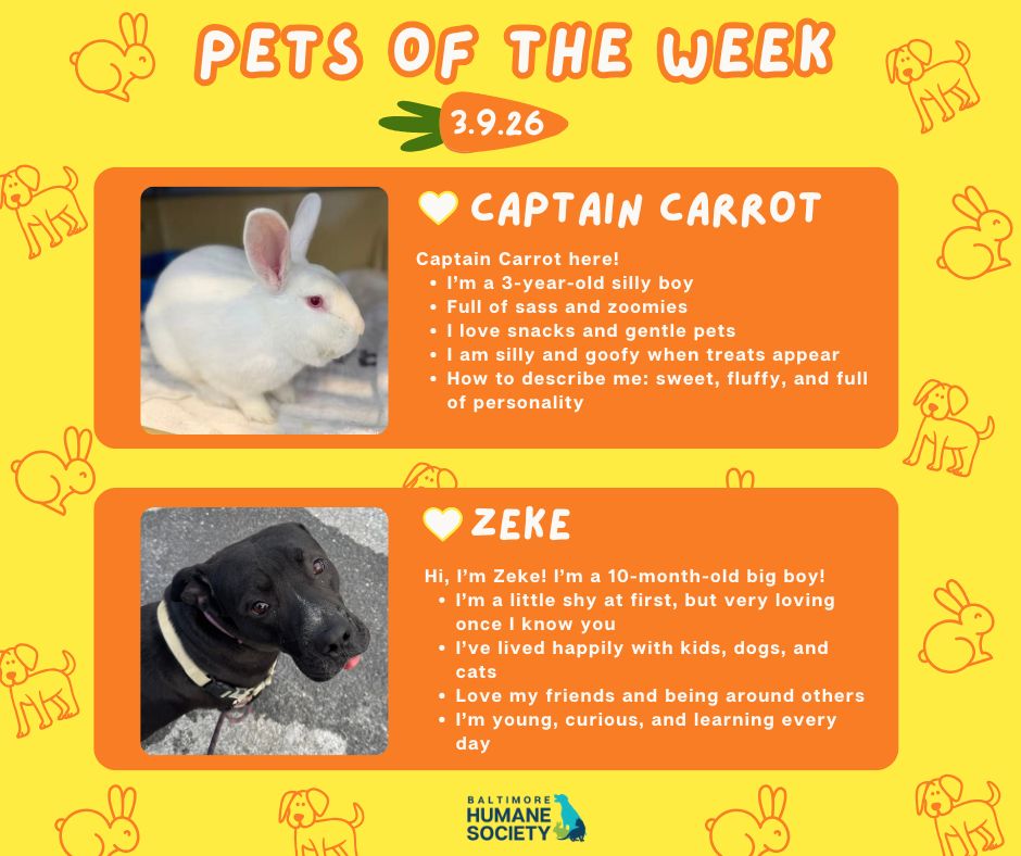 BMORE HUMANE tweet media