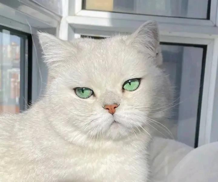 Purely Green tweet media