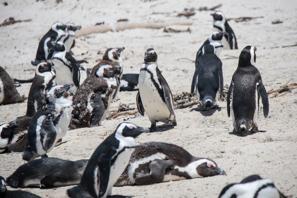 Globe Guide tweet media