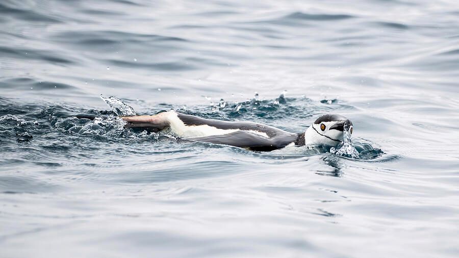 joancarroll's tweet image. Chinstrap Penguin Swimming! buff.ly/sMjlKlV #chinstrap #penguins #swimming #antarctica #elephantisland #wildlife #wildlifephotography #birds #birdphotography #birdwatching #buyart #wallart #artforsale #artstore #travel #travelphotography #wallartforsale #giftideas