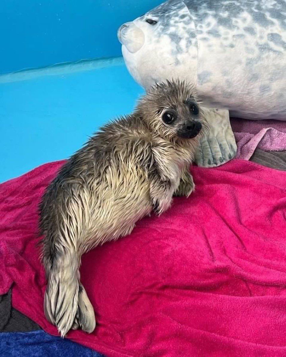 Seallyprincess's tweet photo. How it feels to get out of the shower after washing your bleached hair https://t.co/fOiYW2yOVv