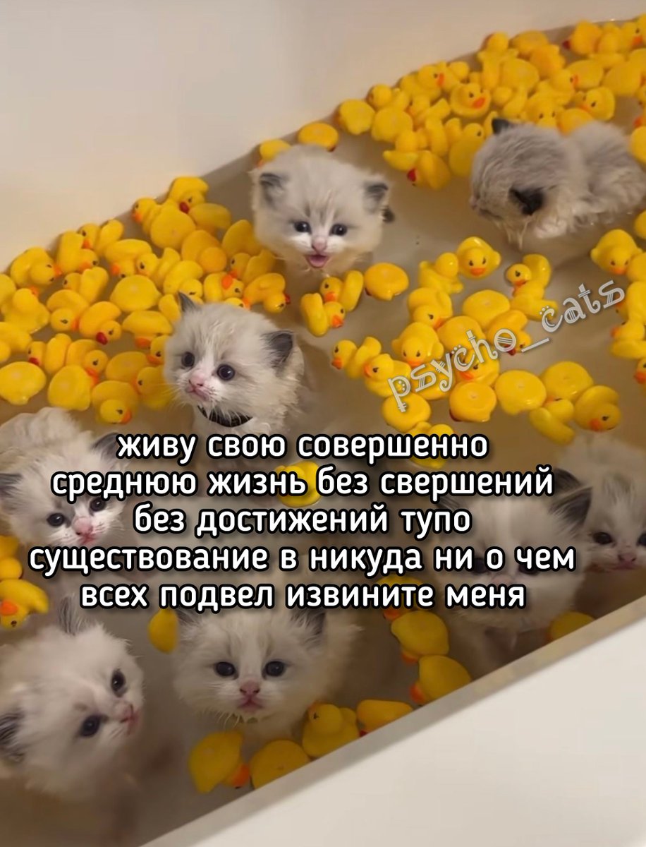 психокоты (@psycho__cats) on Twitter photo 