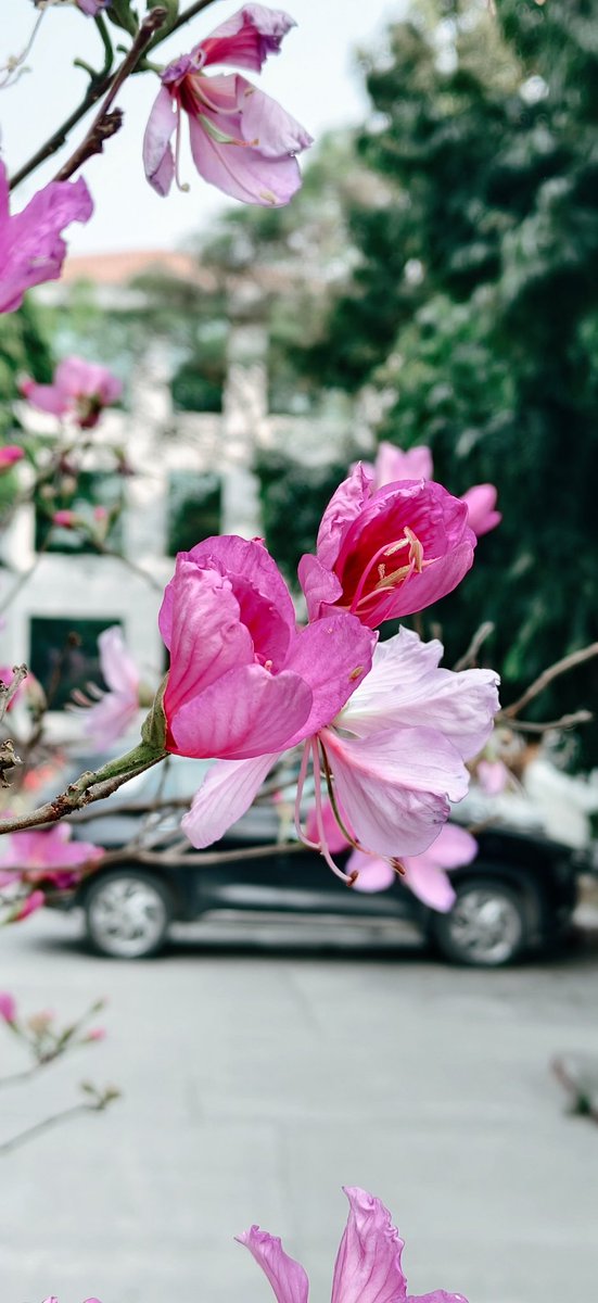 XhetriS's tweet photo. Spring doesn’t last long…
so capturing and keeping every memory of pink Kanchan🌸 before the rain arrives.
#SpringVibes #BloomSeason #CampusSpring #MiniPhotography https://t.co/ycBVGBiDxZ