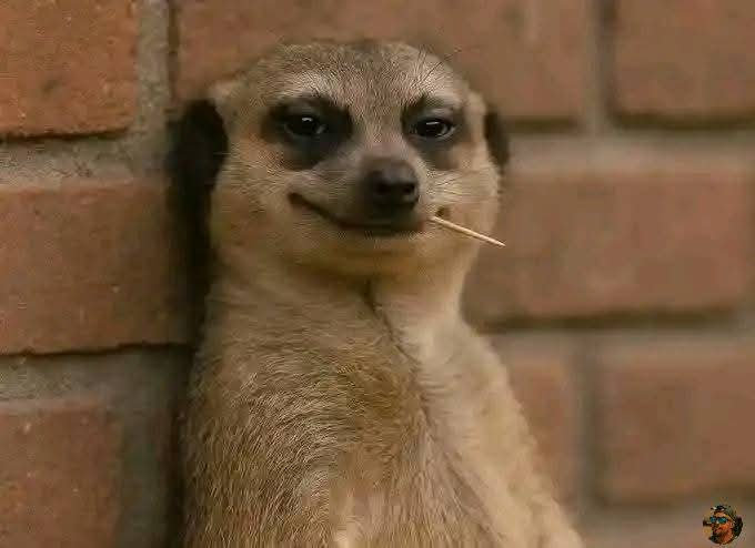 Тито tweet media