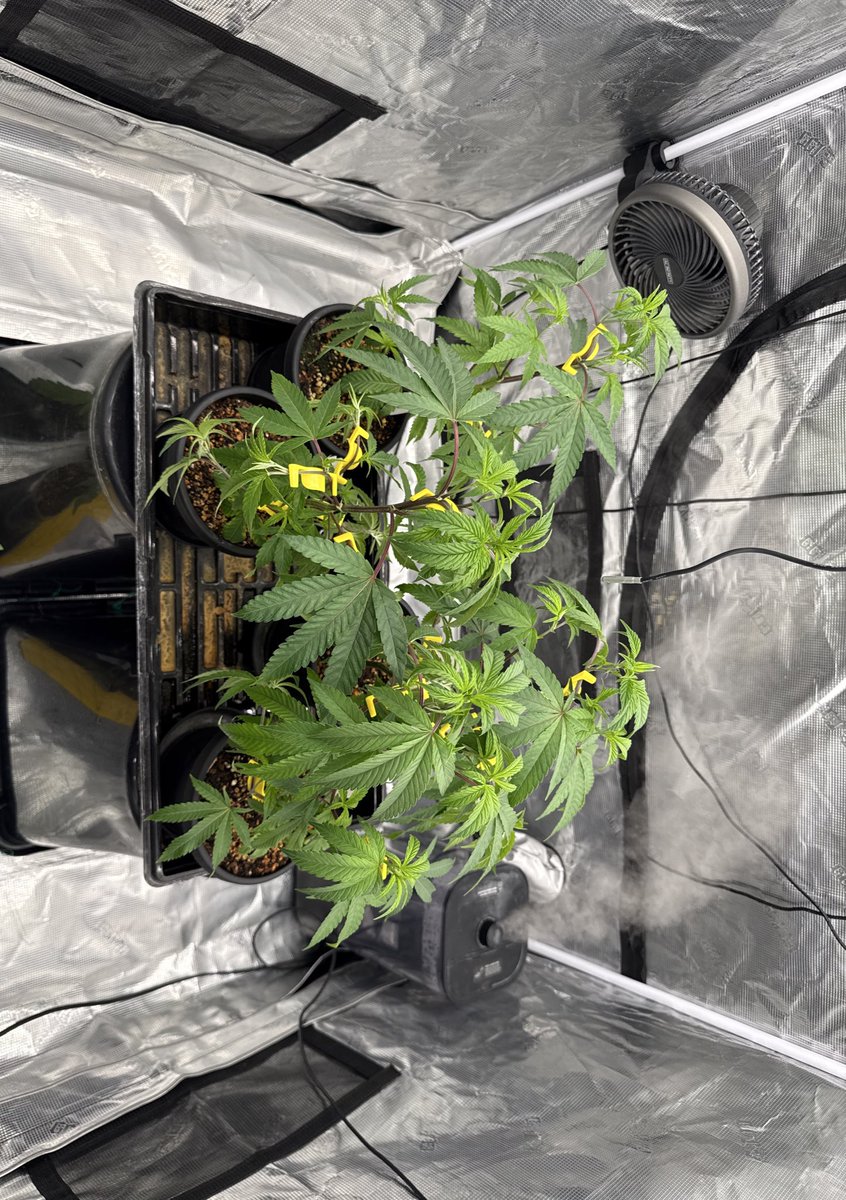 GreenLightGrown's tweet photo. Little bit more LST before getting moved to their final pots sometime next weekend, these budclips are one of my favorite tools easy to clip on and start training them wide. I wasn’t the happiest with the canopy of my last run hopefully I’ll do be better this time 🤙🏻 https://t.co/TQJgGYimEV