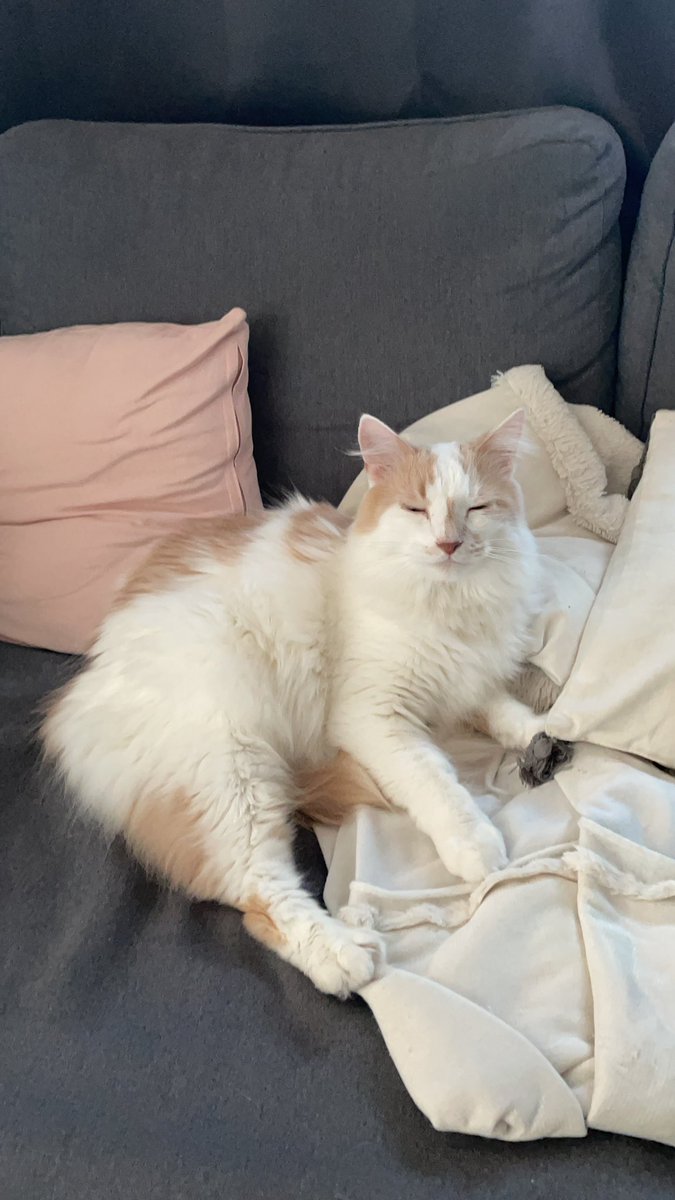 Mon pauvre nooky 
Il dit que tu pue