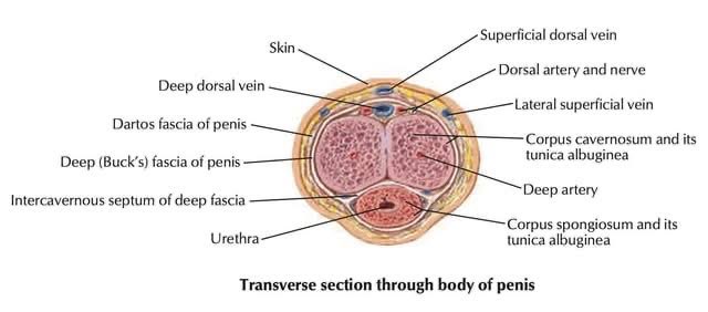 <a href="/hemo_shk/">Dr.Haitham Hamoud | د.هيثم</a> A. Urethra.