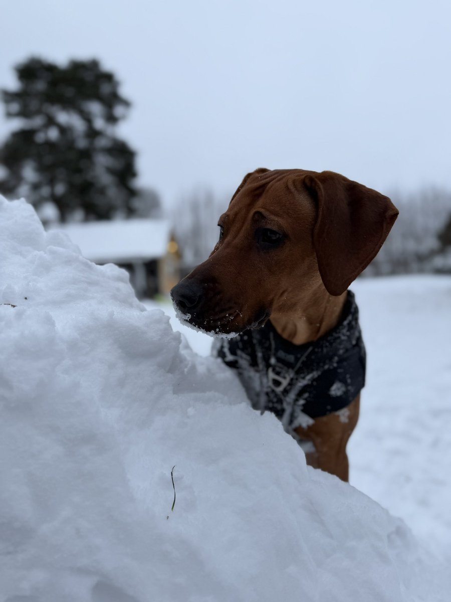 Enkla värden tweet media