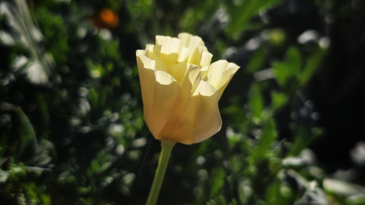 imanuglymess's tweet image. The title of the First Poppy of the Year (for me) belongs to this pale yellow beauty. 🥳💙 #getoutside