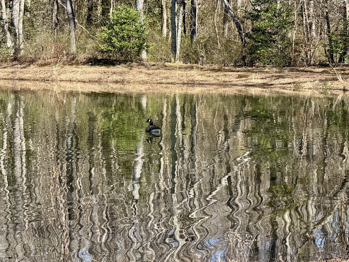 Mitzi Guice tweet media