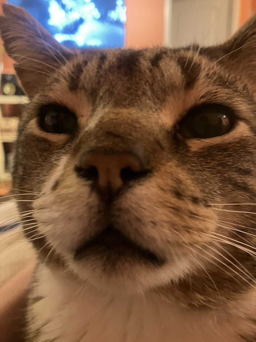 the chastened son tweet media