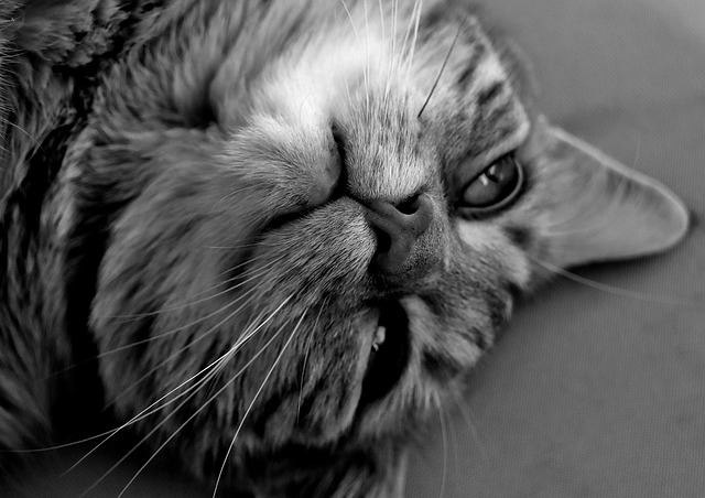 Cameron Gilbert tweet media