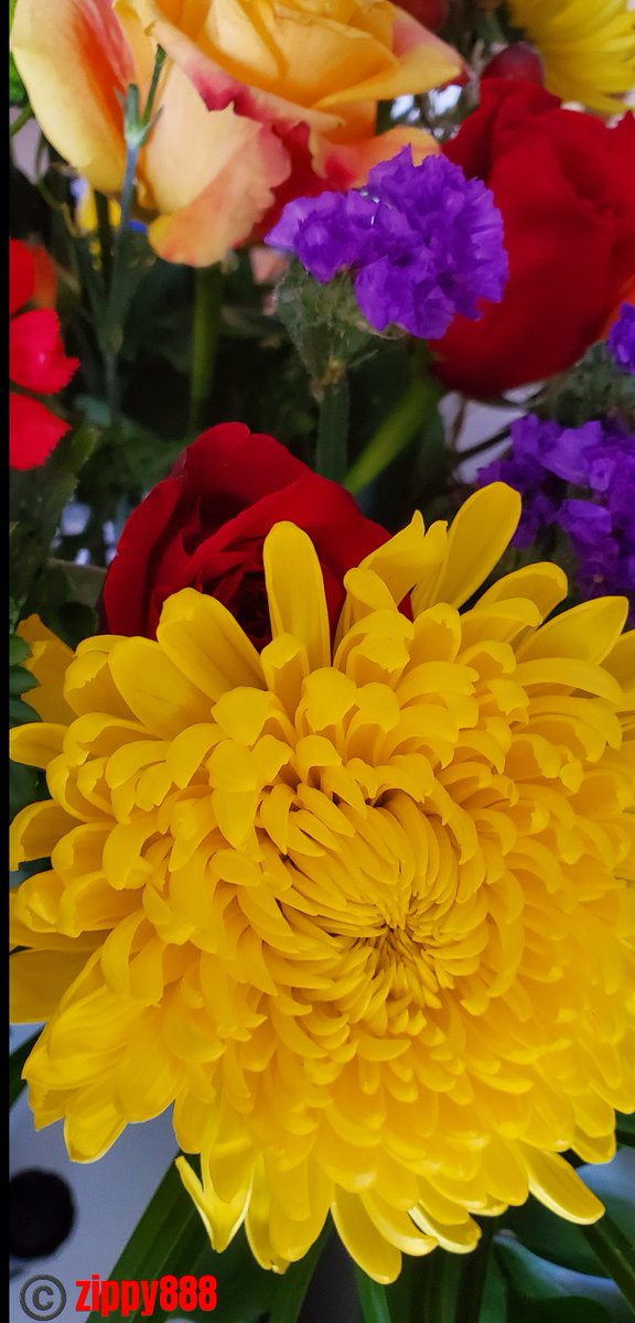 zzippy888's tweet photo. Monday 9 March
Today’s Daily Picture Theme is ‘Aureolin'
RT or reply with your own photo
Tomorrow’s theme will be ‘Bountiful Harvest'
#DailyPictureTheme #Aureolin https://t.co/gnQZwTDBTb