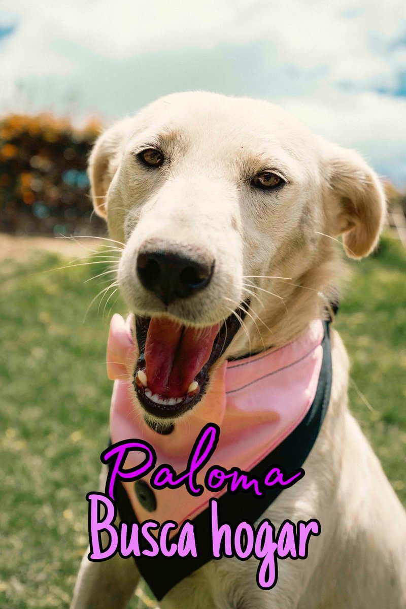 AsociacionMi's tweet photo. Nosotros seguimos con puertas cerradas, hicimos un censo y tenemos 222 perritos y 28 gatitos en Chiquinquirá y en la sede de Muzo 52, nos dedicaremos a adopciones, por ahora no podemos rescatar no damos abasto ni física ni económicamente, estos 4 perritos buscan hogar, son divinos, esterilizados, vacunados, si deseas cambiar tu vida y la de ellos por favor escríbenos al WhatsApp 
📲 3118009018 💙💙💙