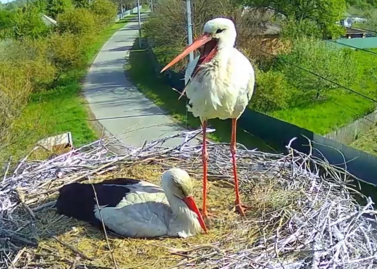 Лелека Грицько tweet media