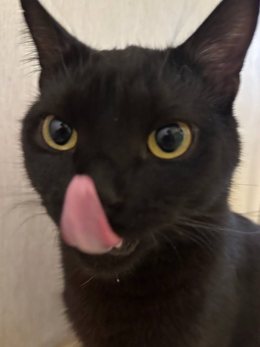 blackscats's tweet photo. https://t.co/nsEajMUO2D
