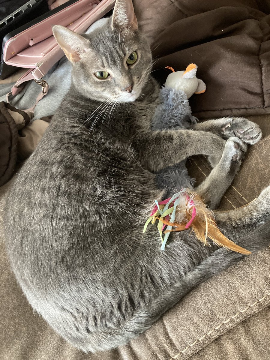 Snuggling with catnip mousey 🤣