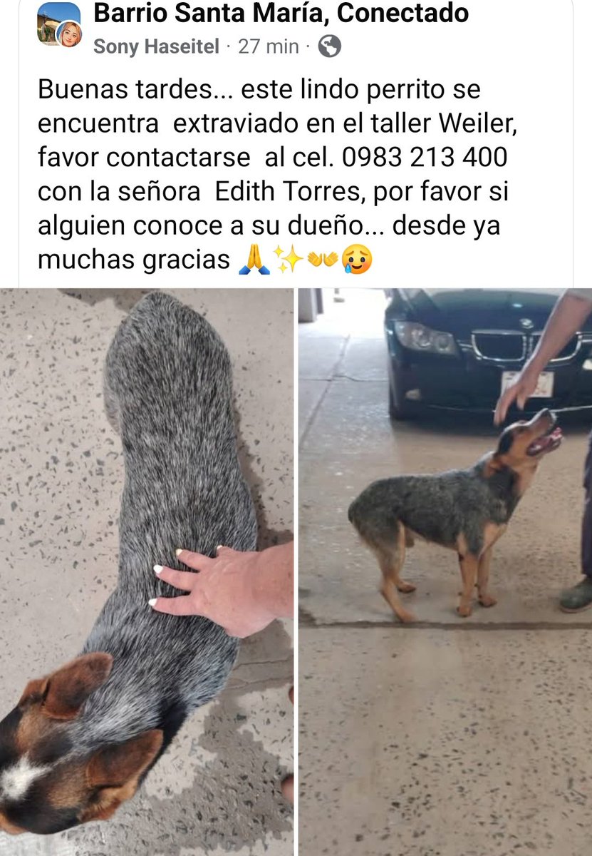 Atencion!! Retenido en el taller Weiler...cel 0983 213400 Edith Torres. <a href="/patitaperdidas/">Patitas perdidas</a> <a href="/perdidospy/">Mascotas Perdidas Py 🇵🇾</a> <a href="/MarcoHuellasPy/">Marcando Huellas</a> <a href="/Ayudandopeludos/">Ayudando Peludos</a>