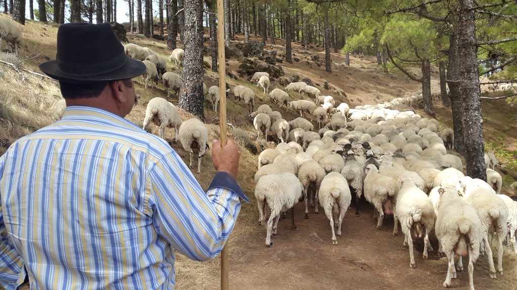 Gran Canaria Mosaico tweet media