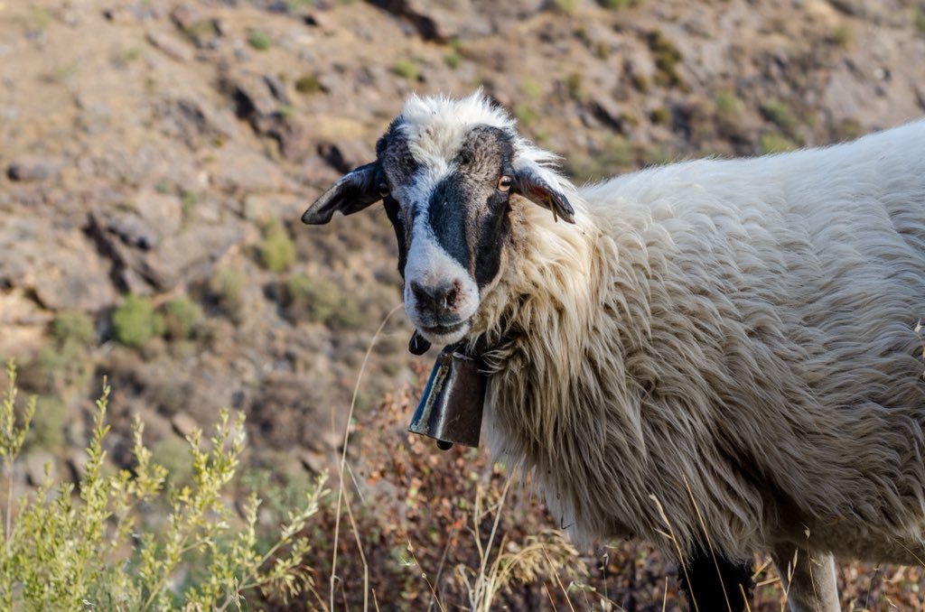 Gran Canaria Mosaico tweet media