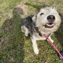 Amber, Belle & Kingston 🐾 tweet media