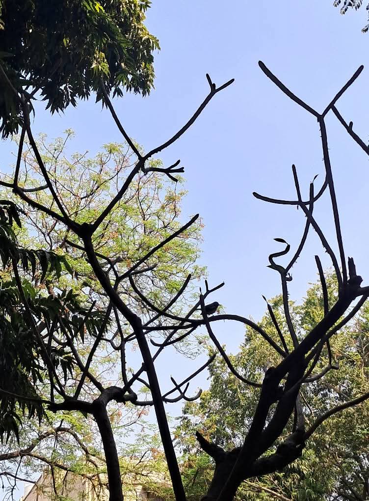 lightseekerusha's tweet photo. “My wish is to stay always like this, living quietly in a corner of nature.”
- Claude Monet
Sometimes peace is simply looking up at trees and sky, and letting the world grow quiet for a moment. 🍃
#NatureLovers #TreeLovers #DelhiMornings #Birder #Photography #NatureDiary https://t.co/kNZ8DrHNRQ
