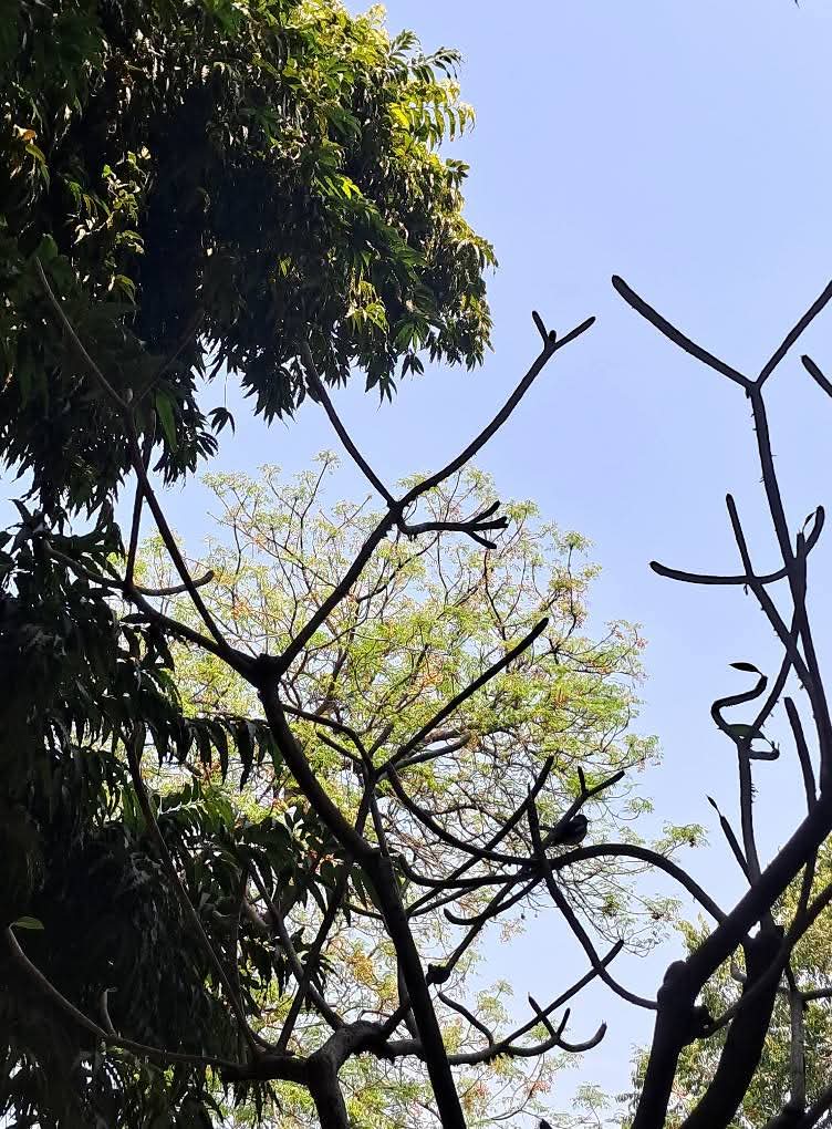 lightseekerusha's tweet photo. “My wish is to stay always like this, living quietly in a corner of nature.”
- Claude Monet
Sometimes peace is simply looking up at trees and sky, and letting the world grow quiet for a moment. 🍃
#NatureLovers #TreeLovers #DelhiMornings #Birder #Photography #NatureDiary https://t.co/kNZ8DrHNRQ