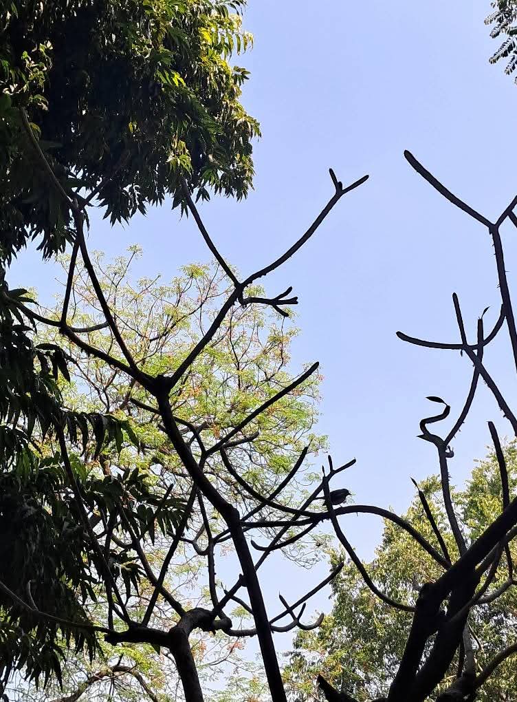 lightseekerusha's tweet photo. “My wish is to stay always like this, living quietly in a corner of nature.”
- Claude Monet
Sometimes peace is simply looking up at trees and sky, and letting the world grow quiet for a moment. 🍃
#NatureLovers #TreeLovers #DelhiMornings #Birder #Photography #NatureDiary https://t.co/kNZ8DrHNRQ