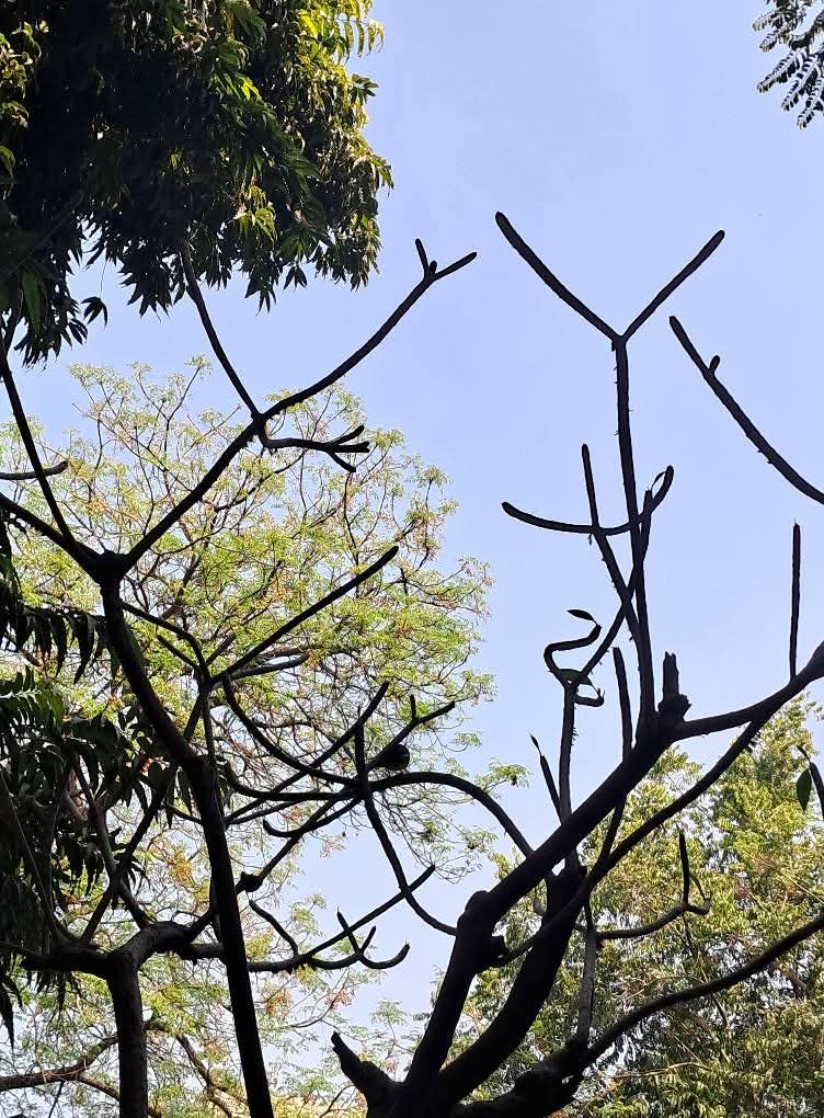 lightseekerusha's tweet photo. “My wish is to stay always like this, living quietly in a corner of nature.”
- Claude Monet
Sometimes peace is simply looking up at trees and sky, and letting the world grow quiet for a moment. 🍃
#NatureLovers #TreeLovers #DelhiMornings #Birder #Photography #NatureDiary https://t.co/kNZ8DrHNRQ
