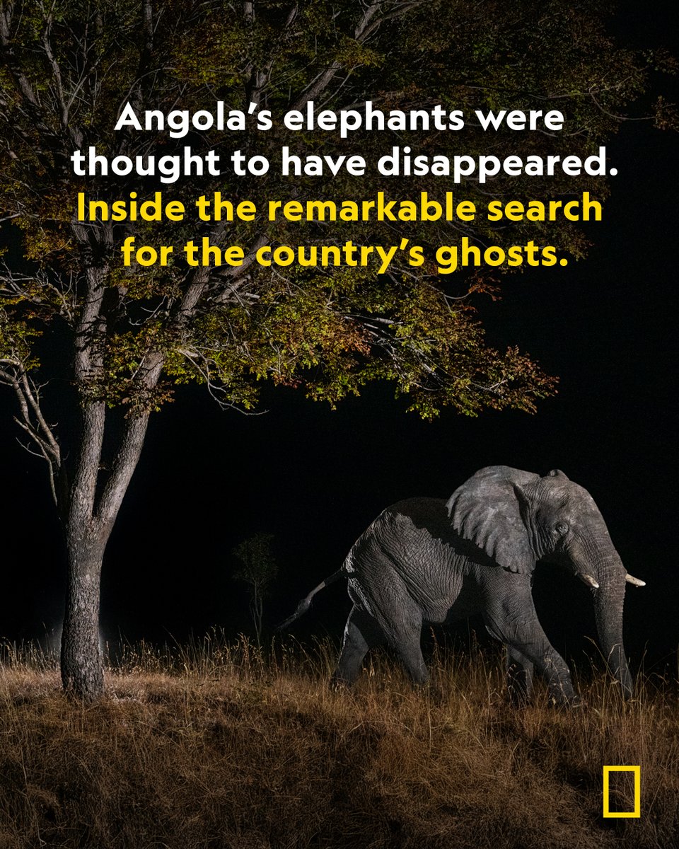 National Geographic Animals tweet media