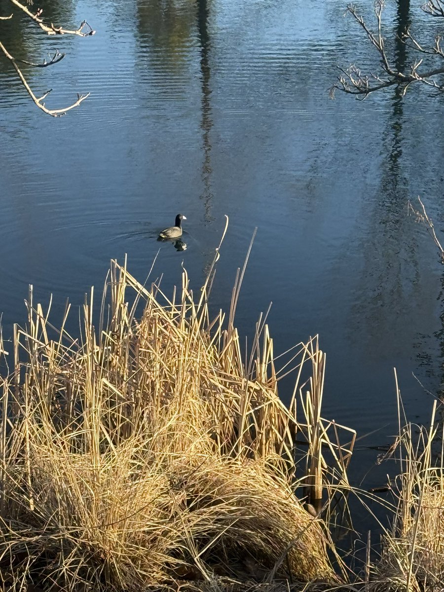 Bir_IsTheWord's tweet photo. American Coot. https://t.co/S25JOxnftB