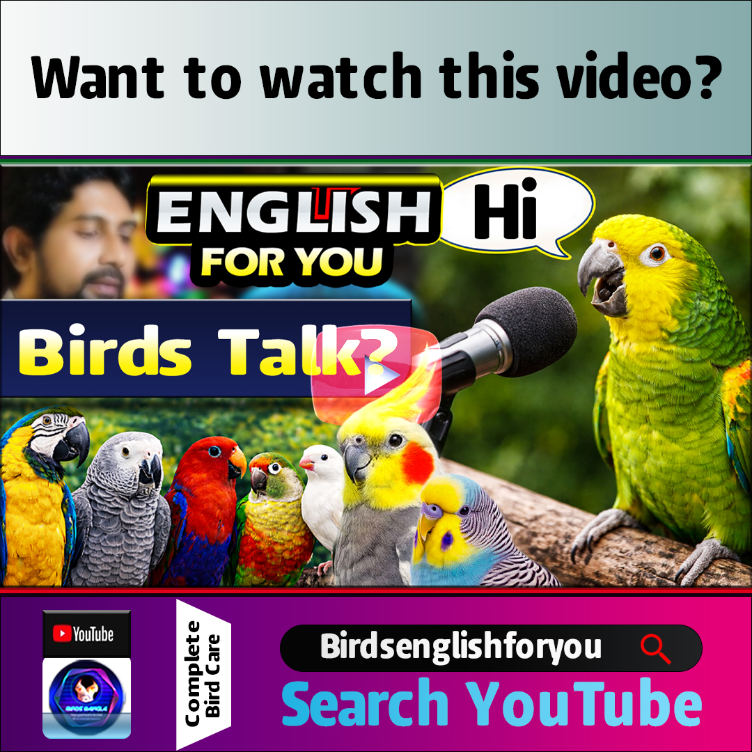 birdsbanglabd's tweet photo. Which bird can talk? ✨
Colorful &amp; Friendly Birds List, Names &amp; Important Facts 🐦
Want to watch this video?
Search YouTube Birdsenglishforyou
✅ Learn bird behavior
✅ Which bird can talk?
✅ Know lifespan of pet birds
✅ Discover friendly birds for beginners https://t.co/fvBdjG1jHz