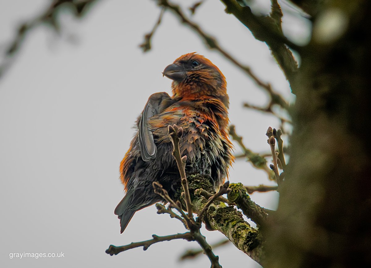 Sean Gray tweet media