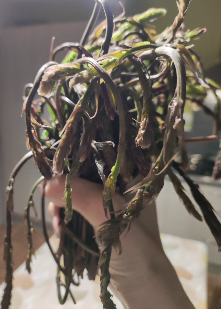 Insolente Veggie 🧠🐦‍⬛ tweet media