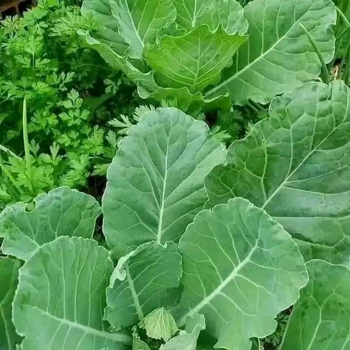 MenigteL's tweet photo. Crop or Animal?
Your contribution could help s new farmer make a good decision. Share your experience. https://t.co/WQLt8lmDBE