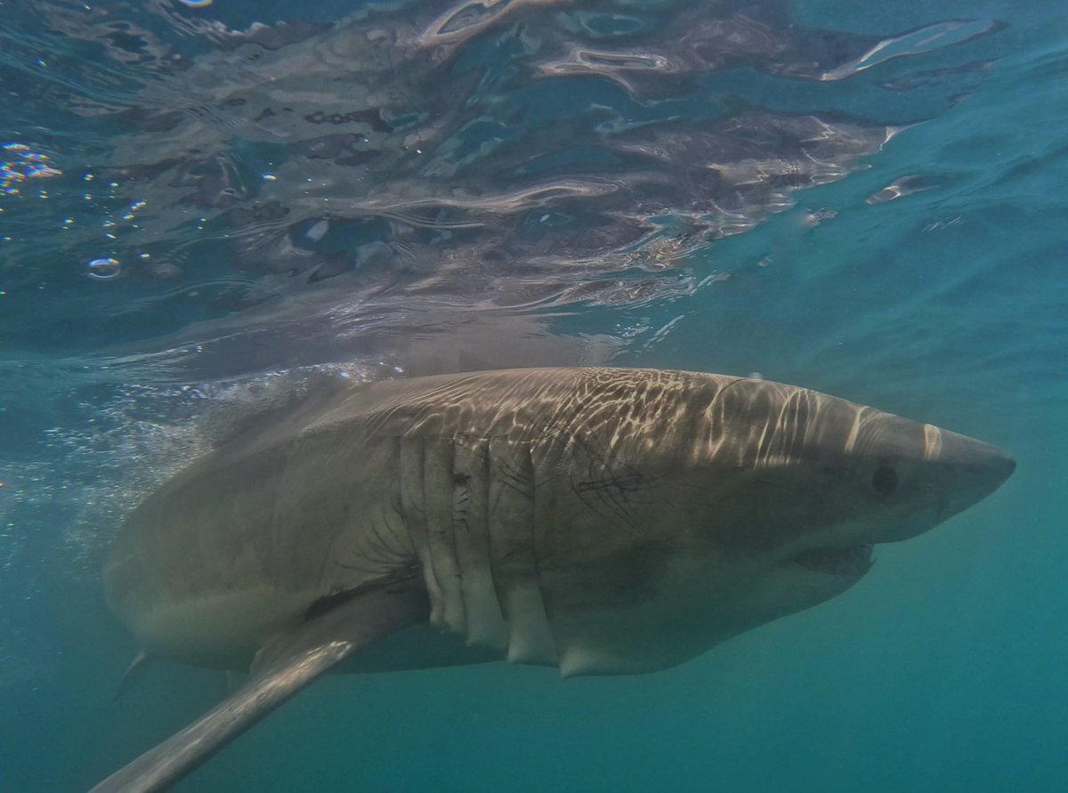 Chip Michalove tweet media