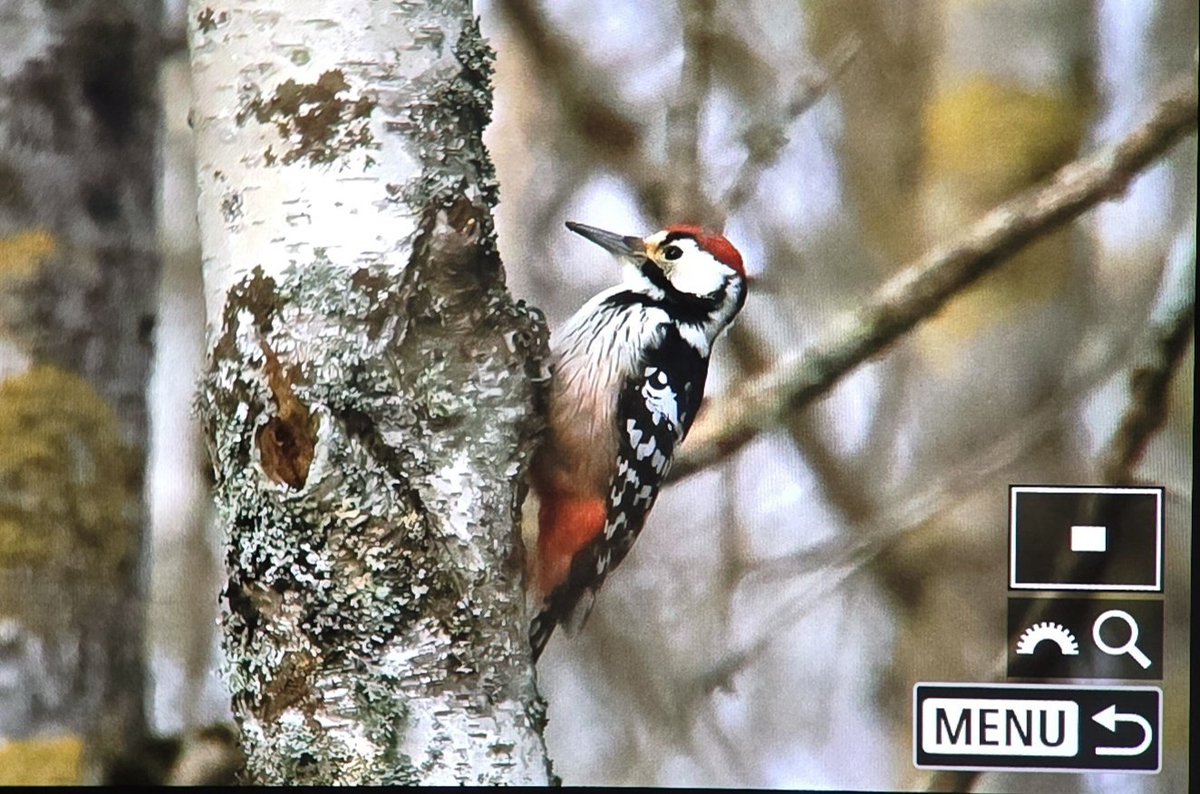 Toby Carter tweet media