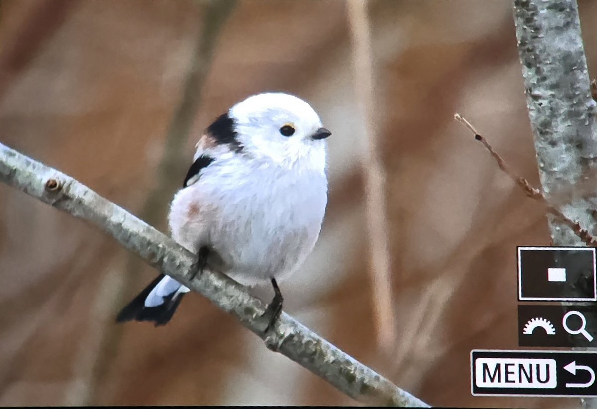 Toby Carter tweet media