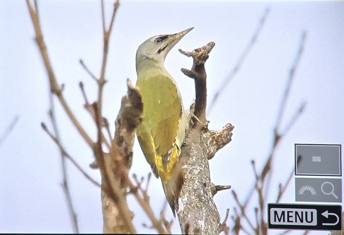 Toby Carter tweet media