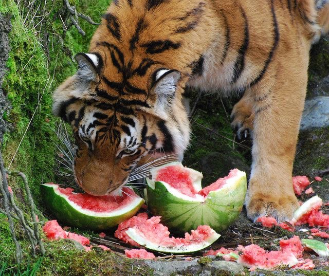 SKREEONKG's tweet photo. Bros eating watermelon instead of meat. Is he stupid https://t.co/KxT9tlRsze