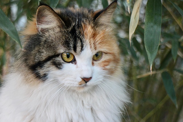 叫妈妈 tweet media