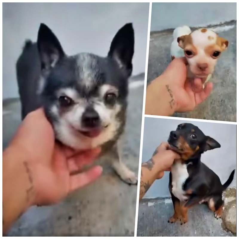 SosAbuelos1's tweet photo. #TOLEDO
Estos tres perretes son cedidos por una familia que expresa no tener espacio para ellos actualmente en su casa, ni puede dedicarles el tiempo necesario puesto que ha tenido un bebé....

Son perros mayores de tamaño muy pequeño, chihuahuas y mix de chihuahua, excepto el “número 3” que tiene sobre los 5 años.

Actualmente vive en una especie de patio.

URGEN ADOPCIONES 🙏

Están en Quintanar de la Orden
Contacto: salvandoinocentes@gmail.com